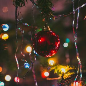 Christmas lights hanging on outdoor tree.